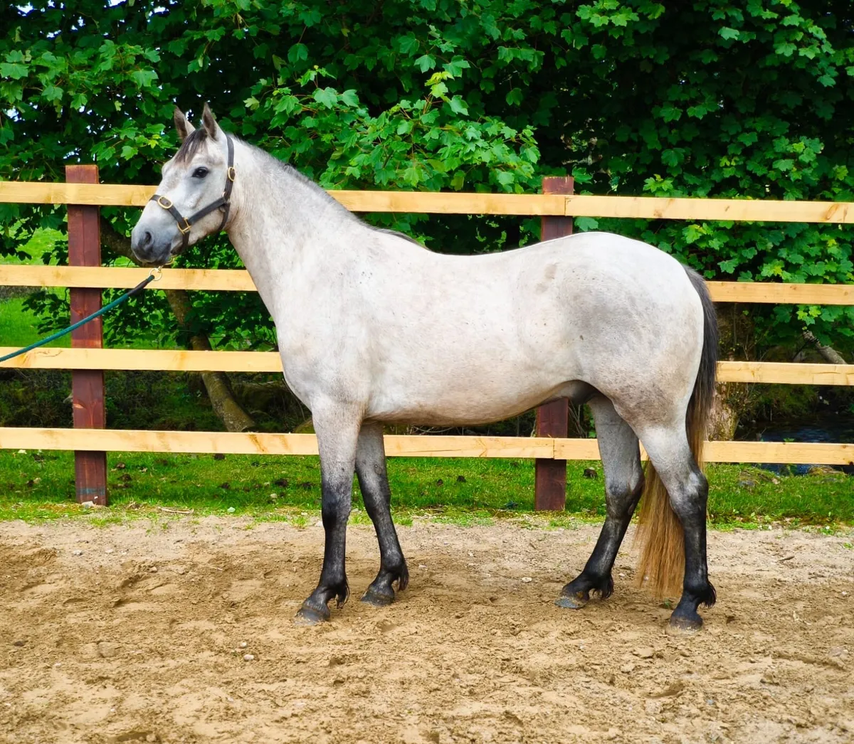 3 year Overheight Connemara Gelding - Image 1