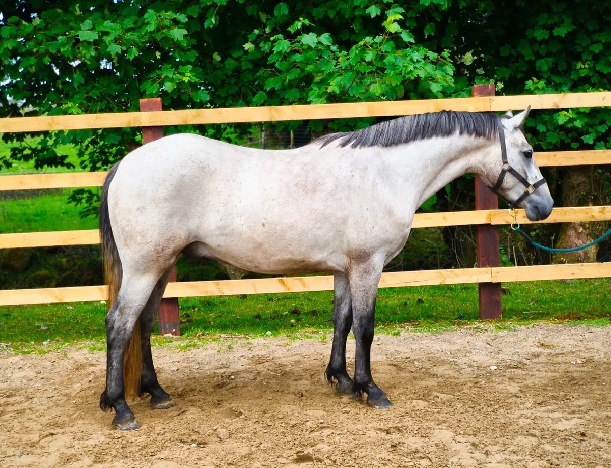 3 year Overheight Connemara Gelding - Image 2