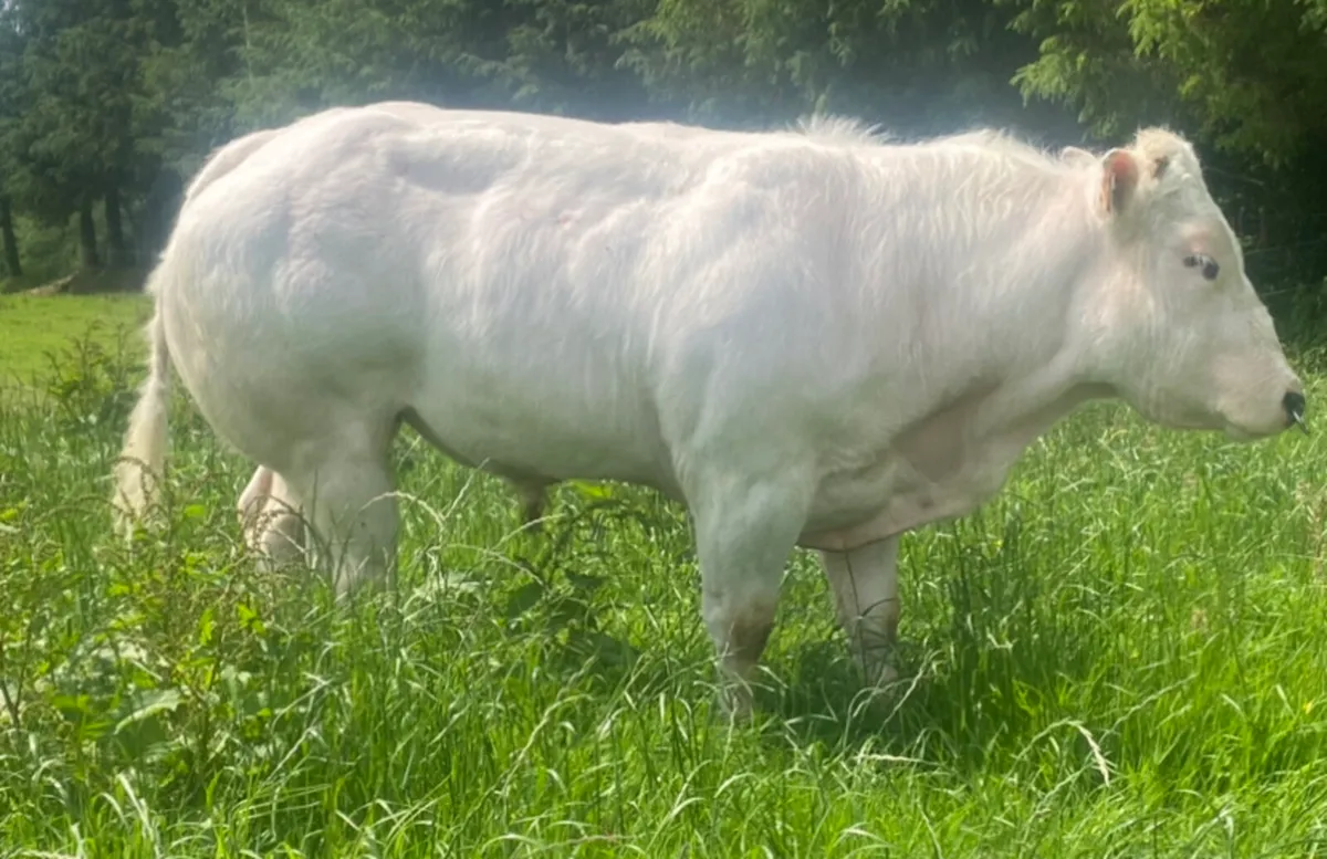 Serious E Grade PBR BB bull - Image 1