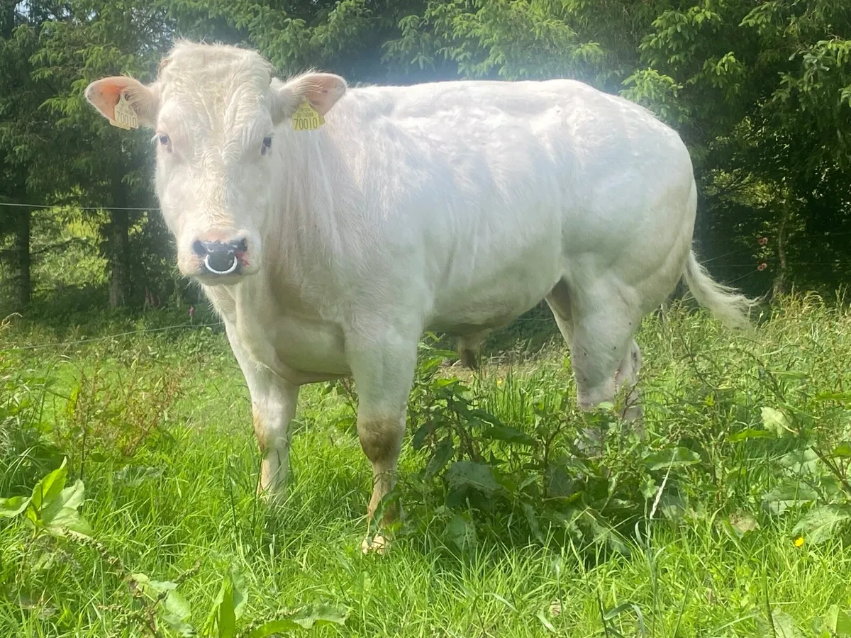 Serious E Grade PBR BB bull - Image 2