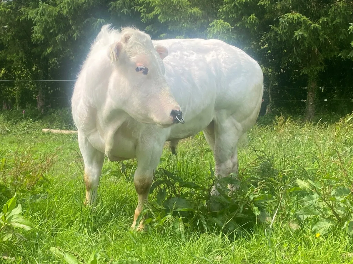 Serious E Grade PBR BB bull - Image 3