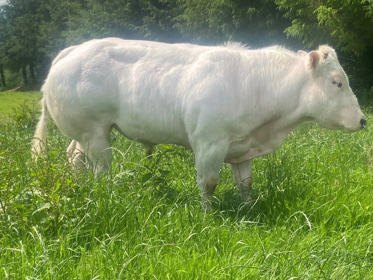 Serious E Grade PBR BB bull - Image 4