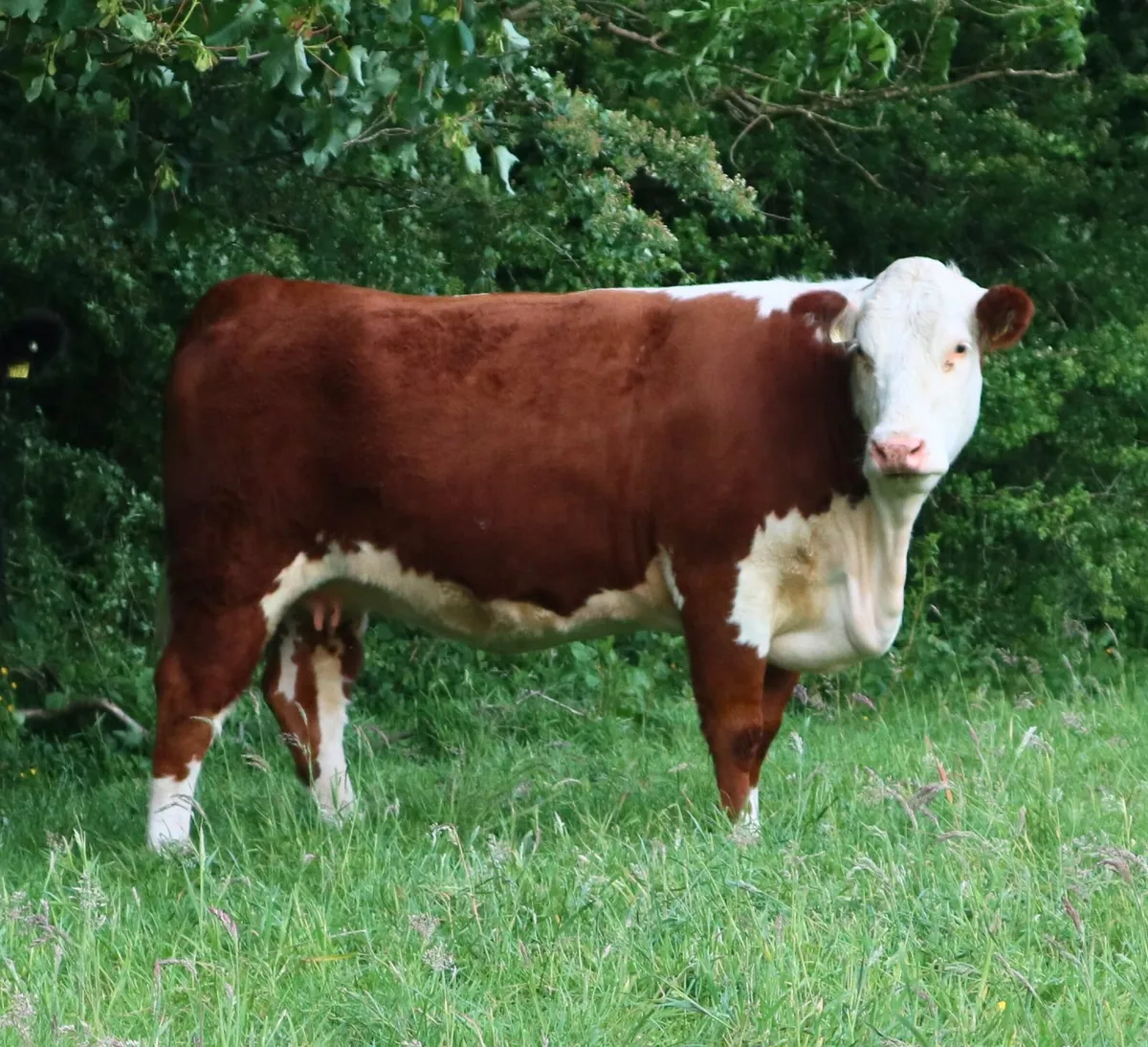 In Calf Hereford & Angus - Springvilla Online Sale - Image 1