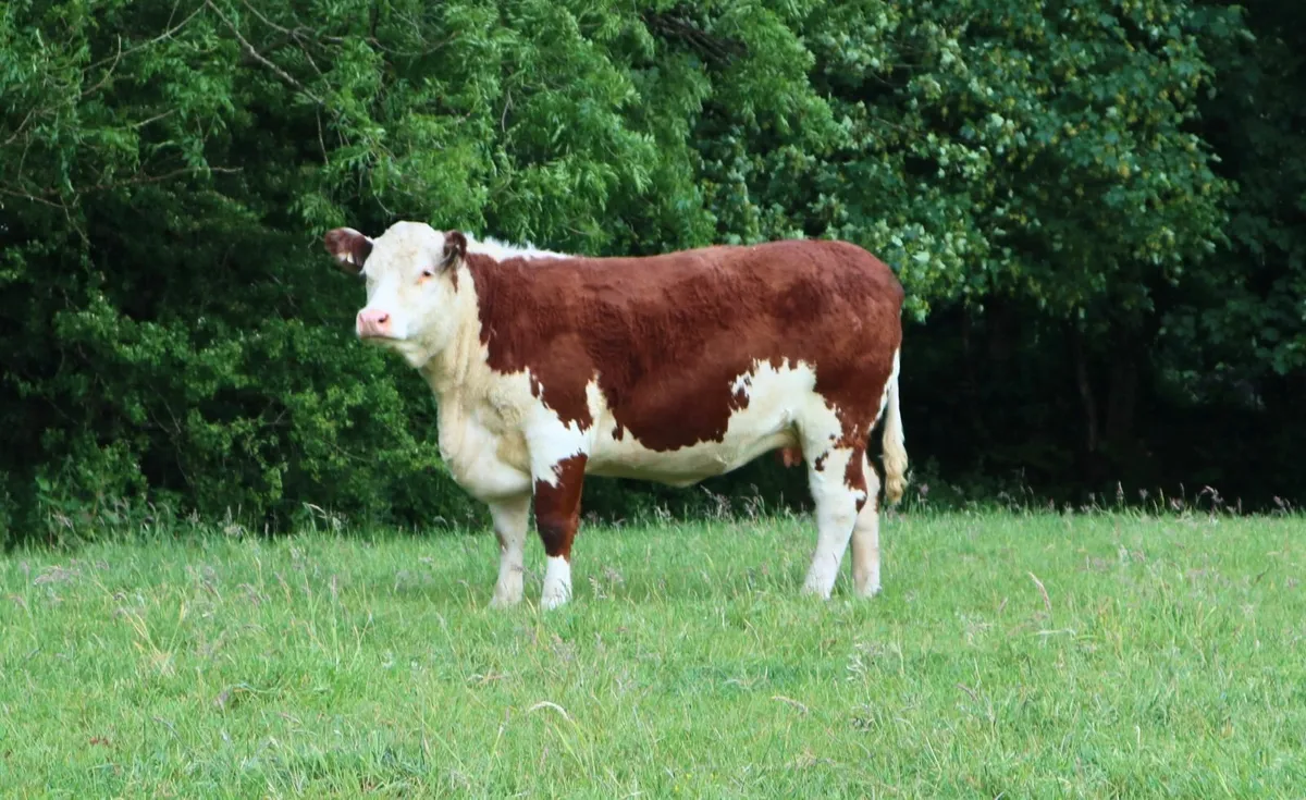 In Calf Hereford & Angus - Springvilla Online Sale - Image 2