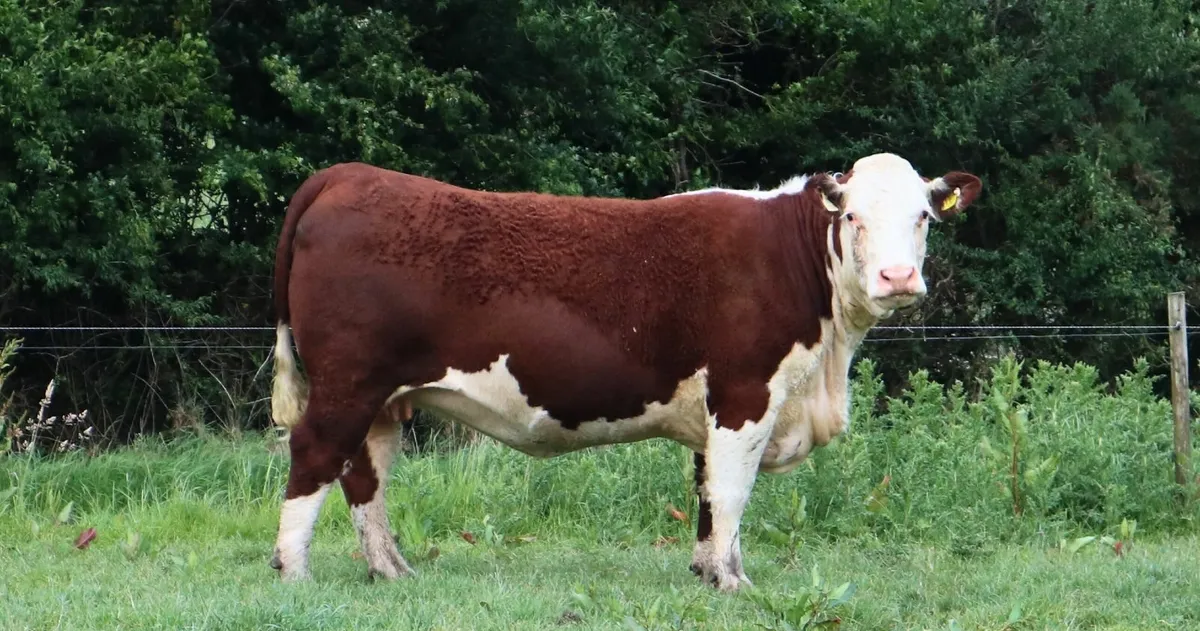 In Calf Hereford & Angus - Springvilla Online Sale - Image 3