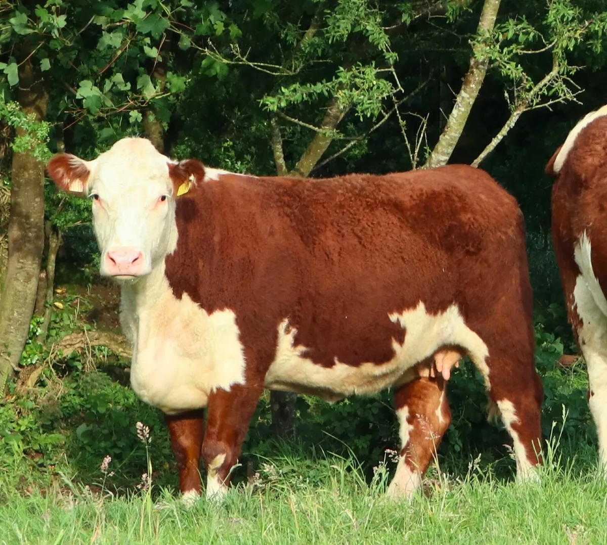 In Calf Hereford & Angus - Springvilla Online Sale - Image 4