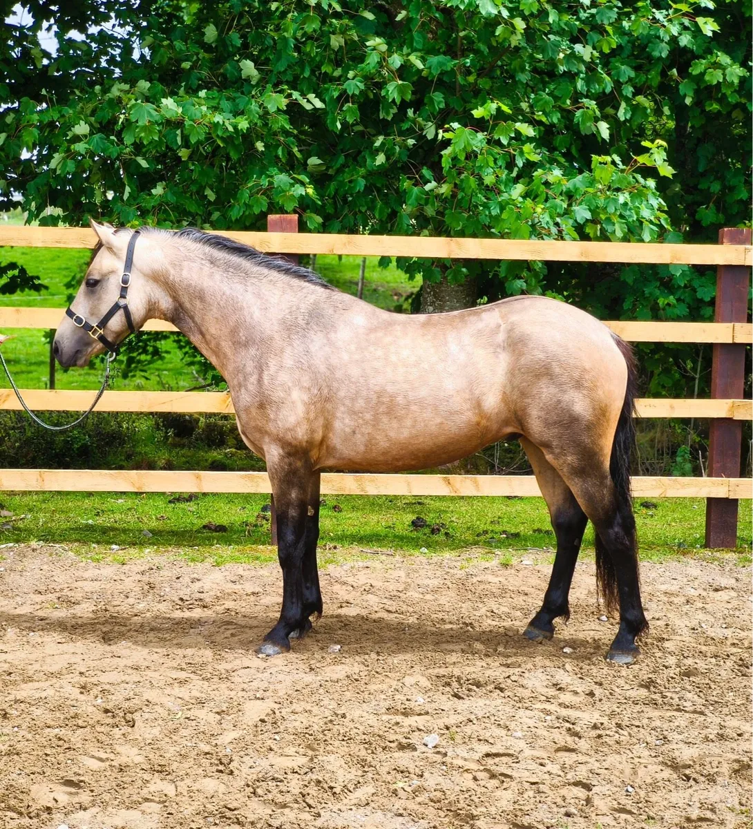 2 year old Connemara Colt - Image 1