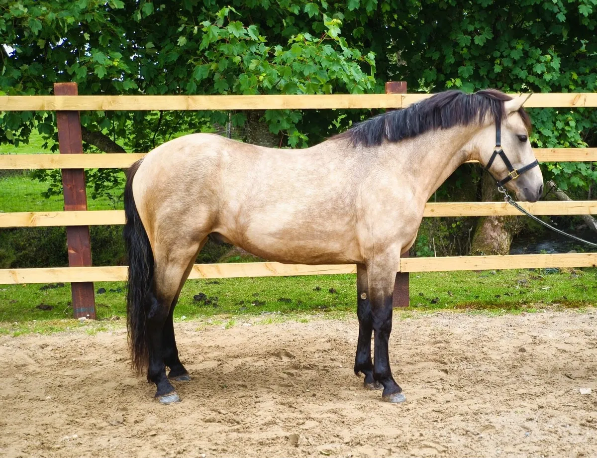 2 year old Connemara Colt - Image 3