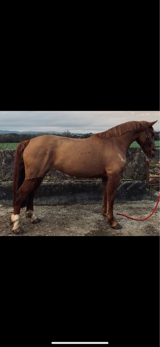 Full Draught mare - Image 1