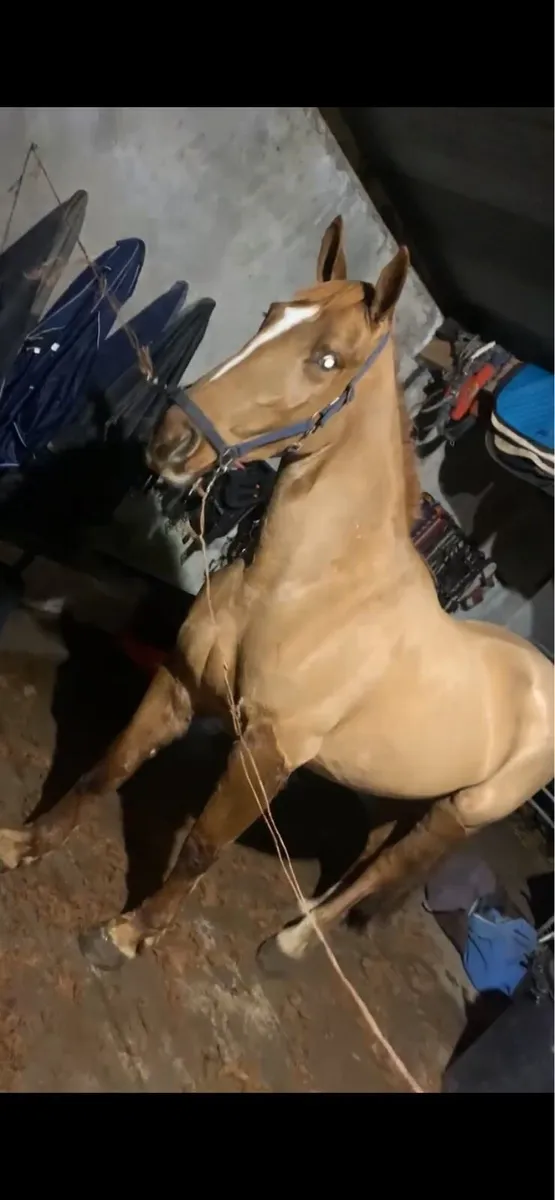 Full Draught mare - Image 2