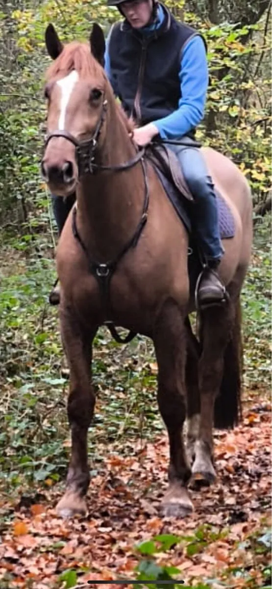 Full Draught mare - Image 3