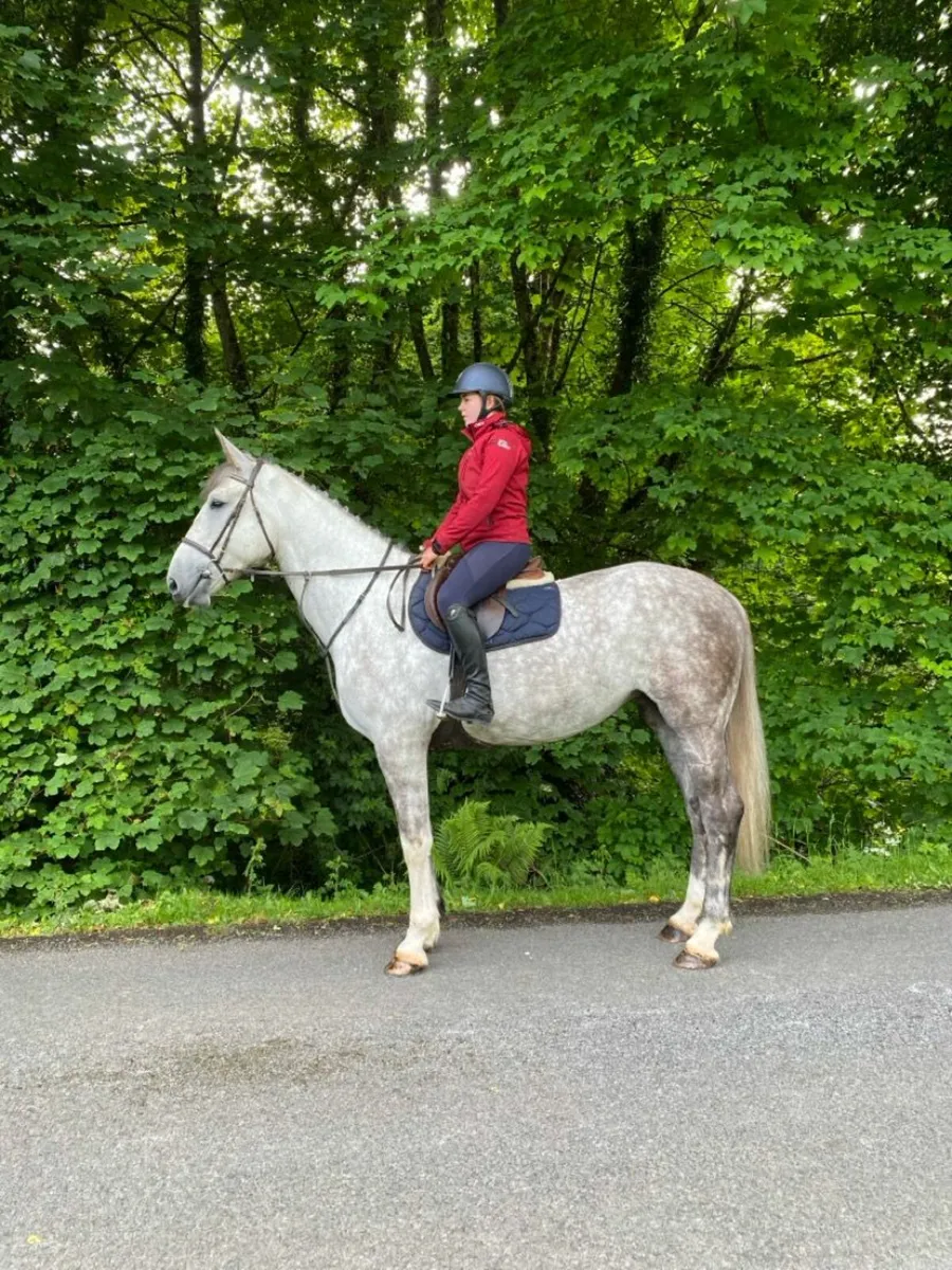4 yr old Mare - Image 1