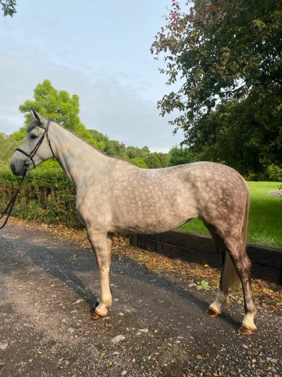 4 yr old Mare - Image 2
