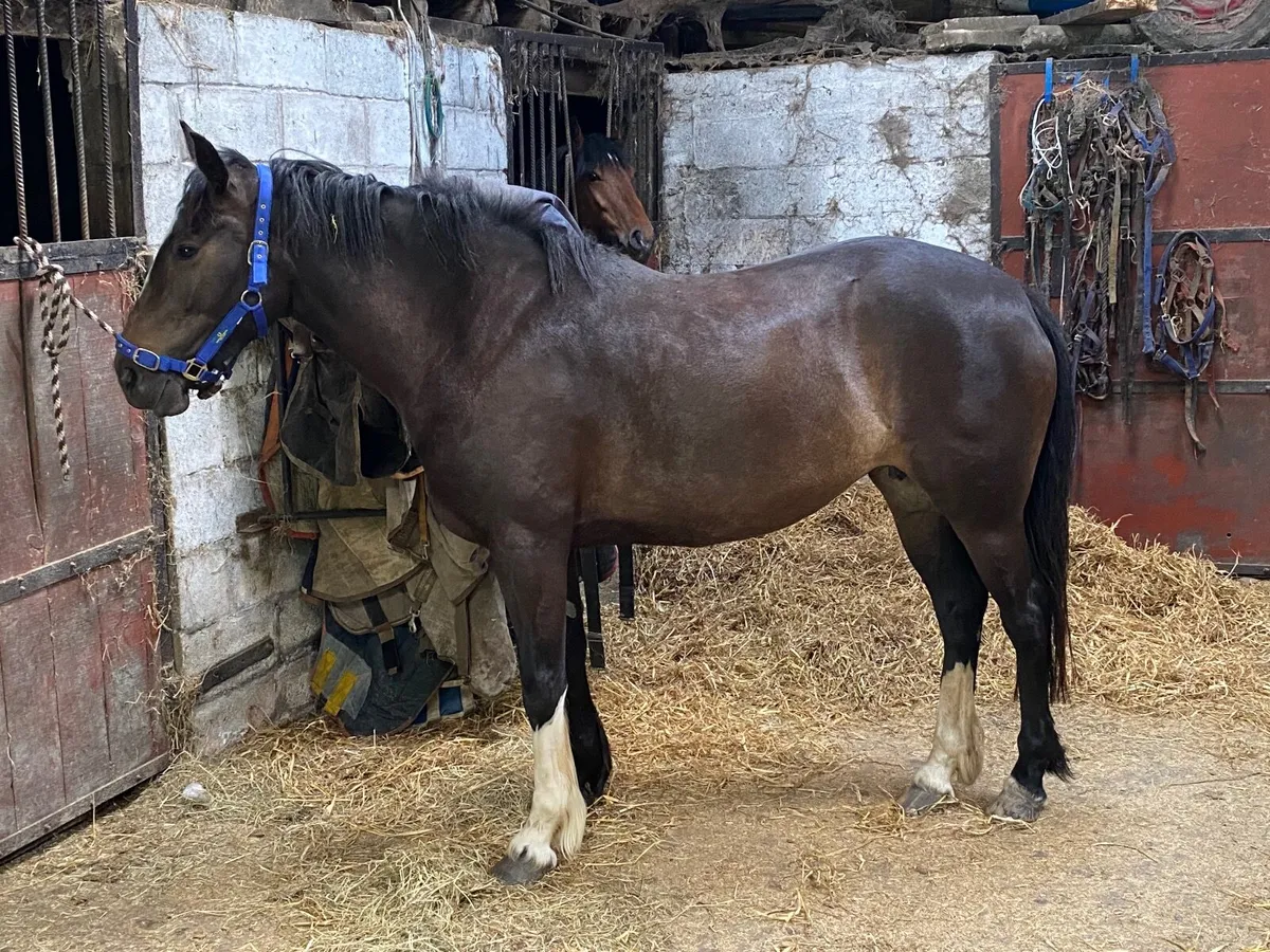 158 cm gem of a mare - Image 3