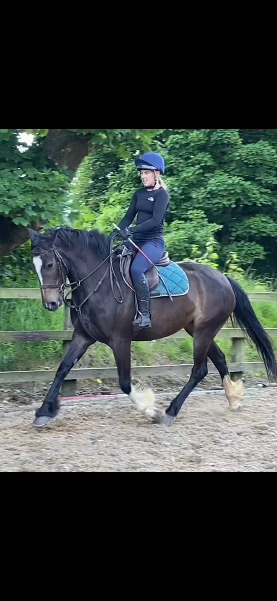 158 cm gem of a mare - Image 1