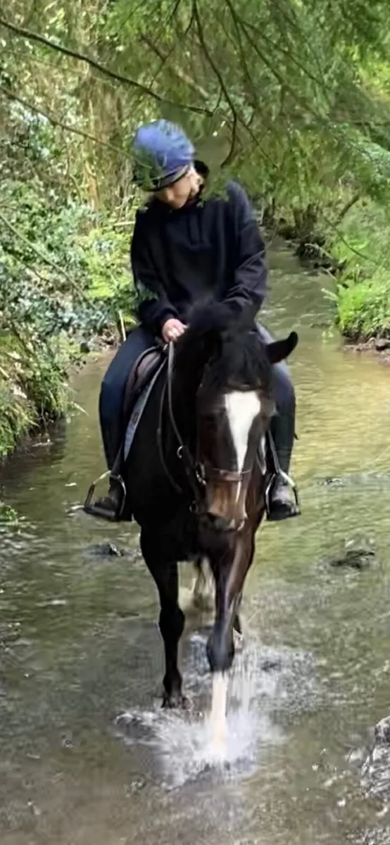 158 cm gem of a mare - Image 2