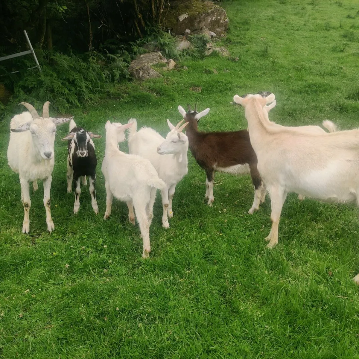 Kid goats - Image 1