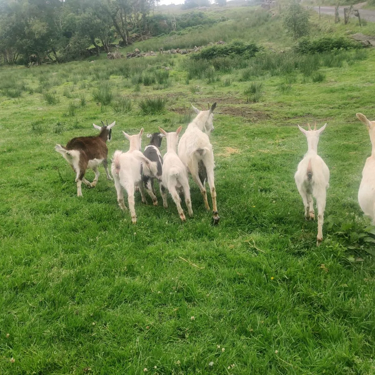 Kid goats - Image 3