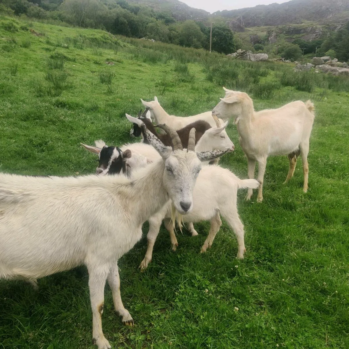 Kid goats - Image 4