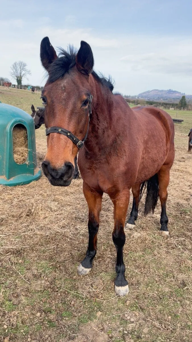 Recip mare/ companion horse - Image 1