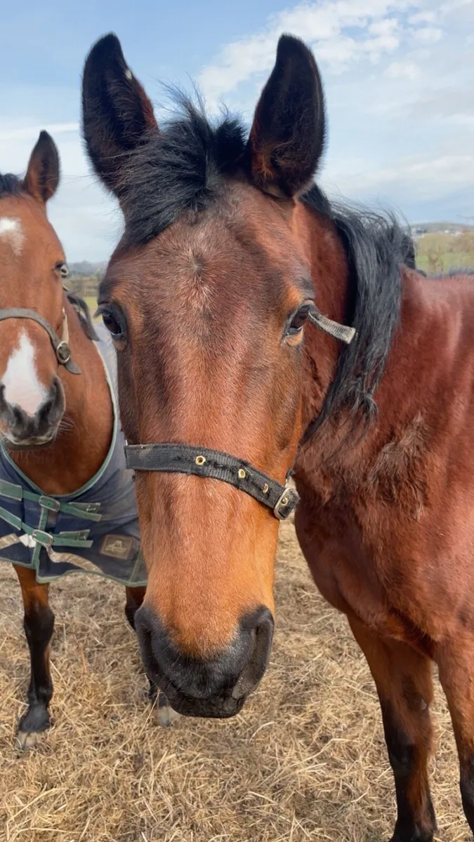 Recip mare/ companion horse - Image 2