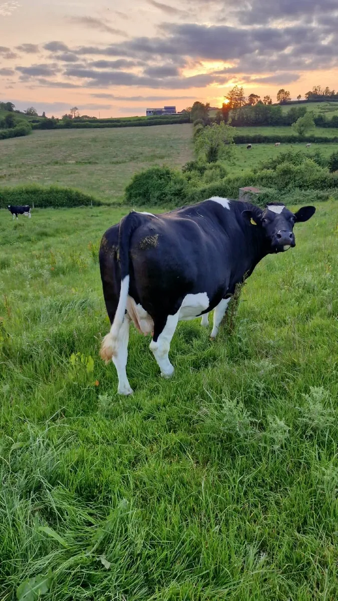 😎🐄🐄 CLONES  LIVESTOCK  MART 🐄🐄😎 - Image 1