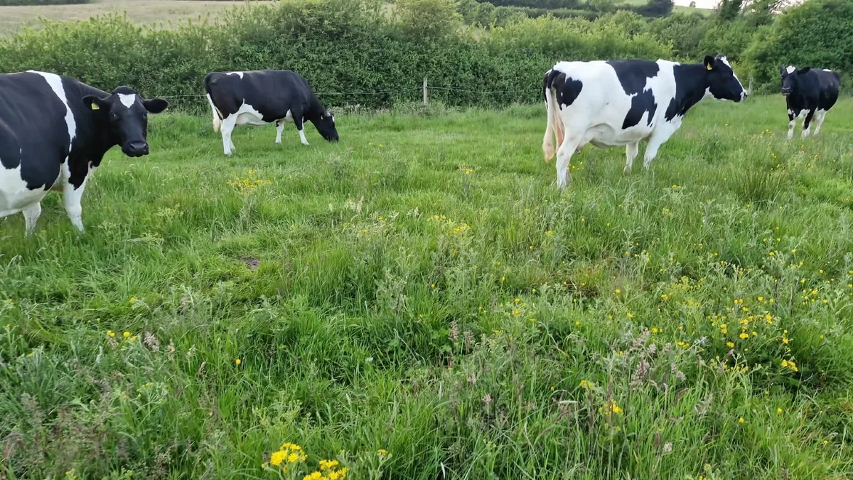 😎🐄🐄 CLONES  LIVESTOCK  MART 🐄🐄😎 - Image 2