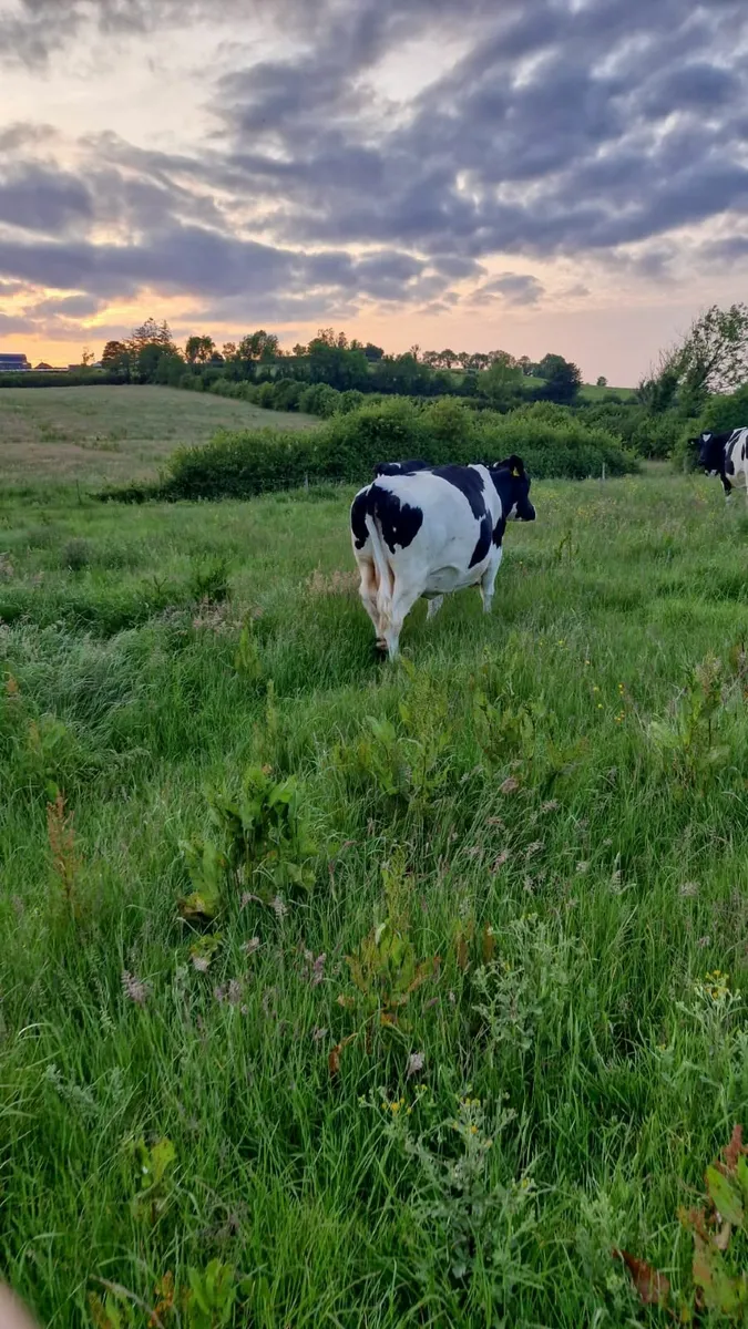 😎🐄🐄 CLONES  LIVESTOCK  MART 🐄🐄😎 - Image 3