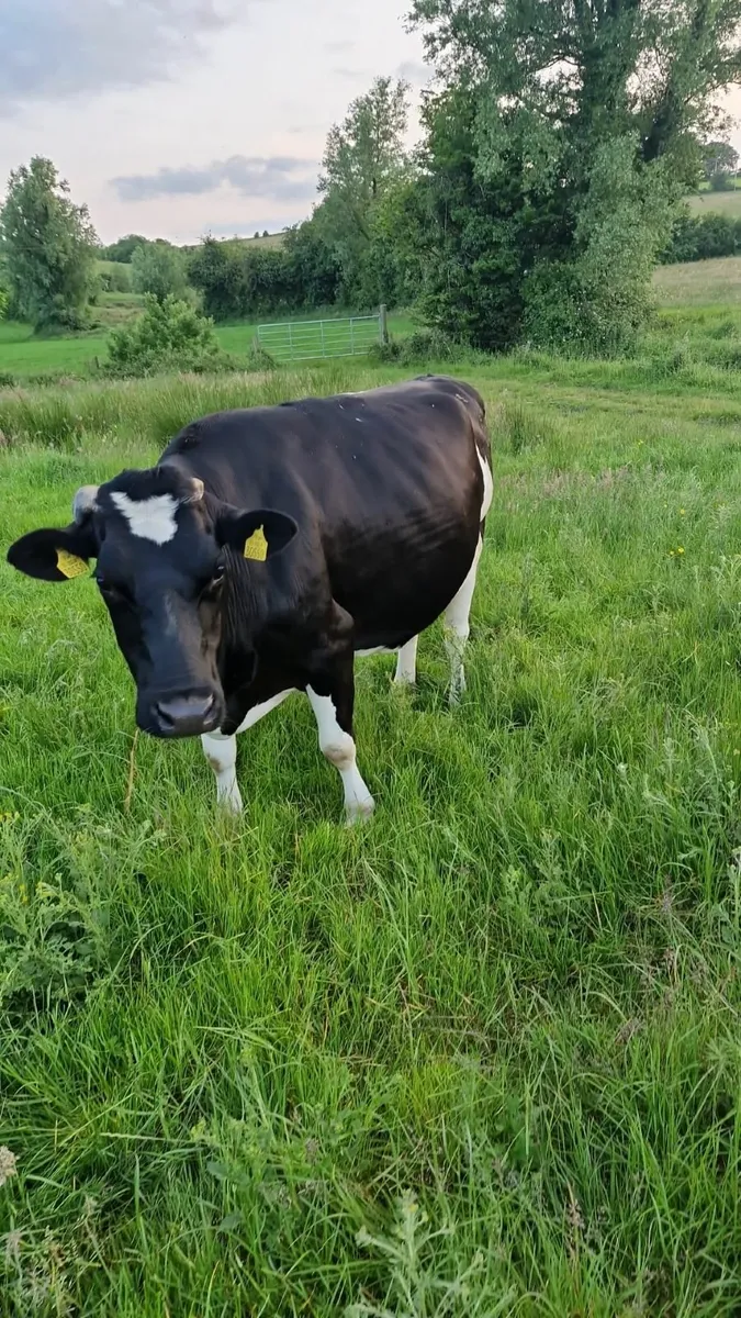 😎🐄🐄 CLONES  LIVESTOCK  MART 🐄🐄😎 - Image 4