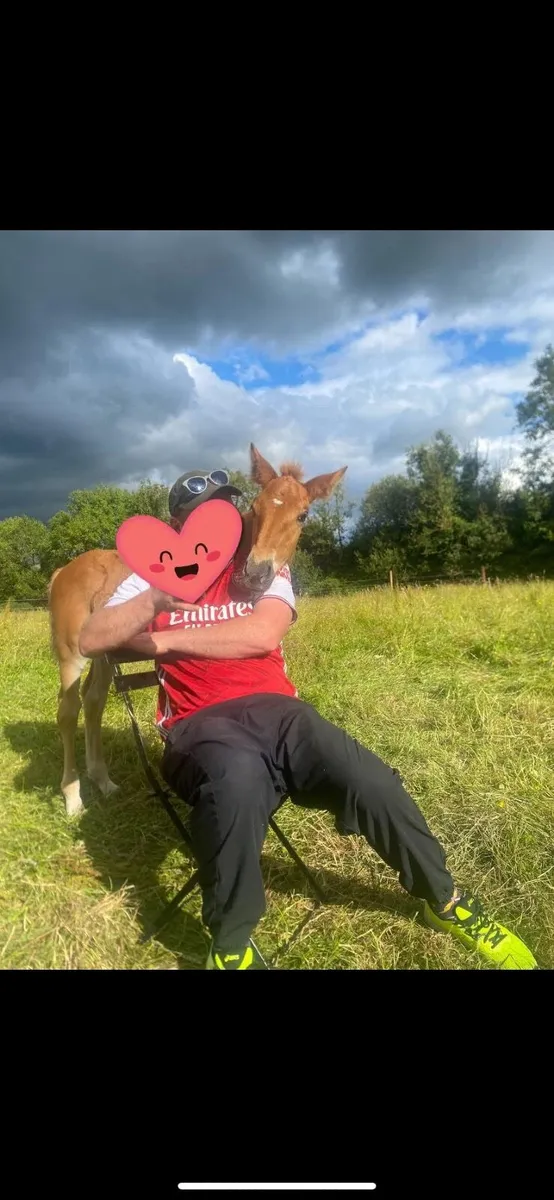 Filly yearling - Image 1
