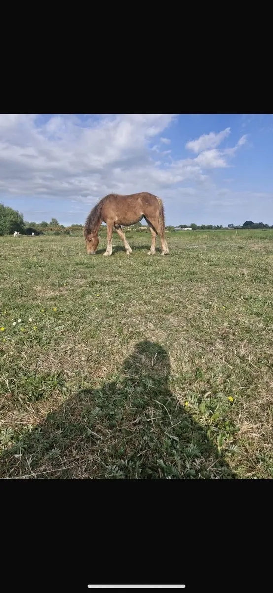Filly yearling - Image 2
