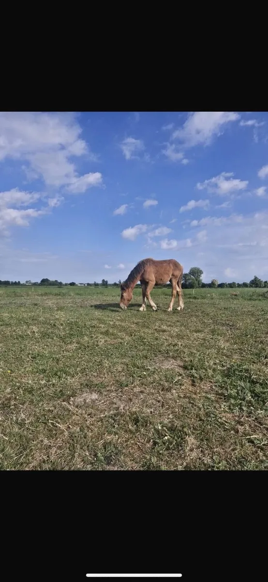 Filly yearling - Image 3