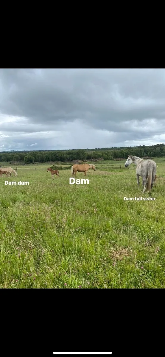 Filly yearling - Image 4