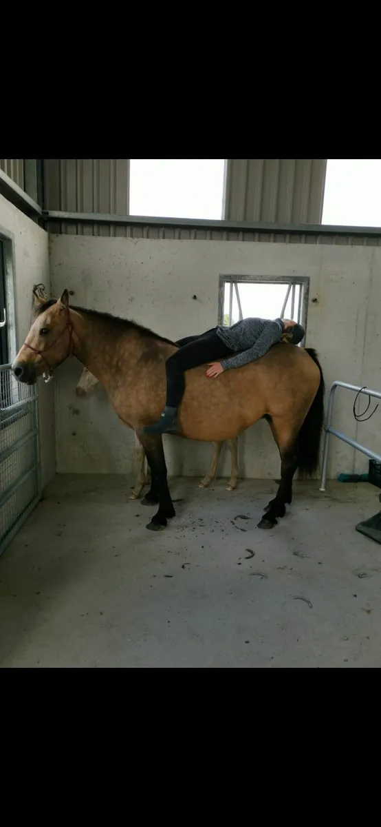 Connemara Mare - Image 3