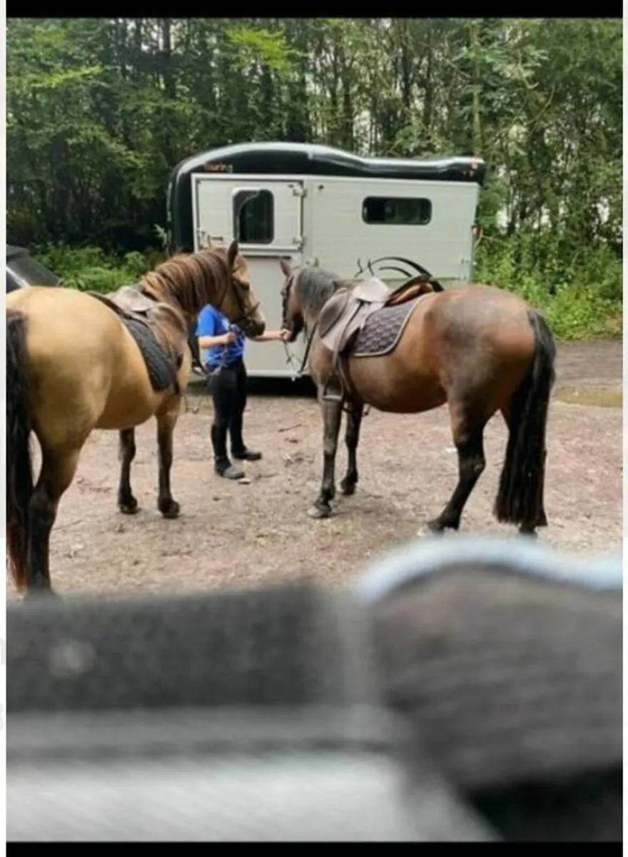 Connemara Mare - Image 2
