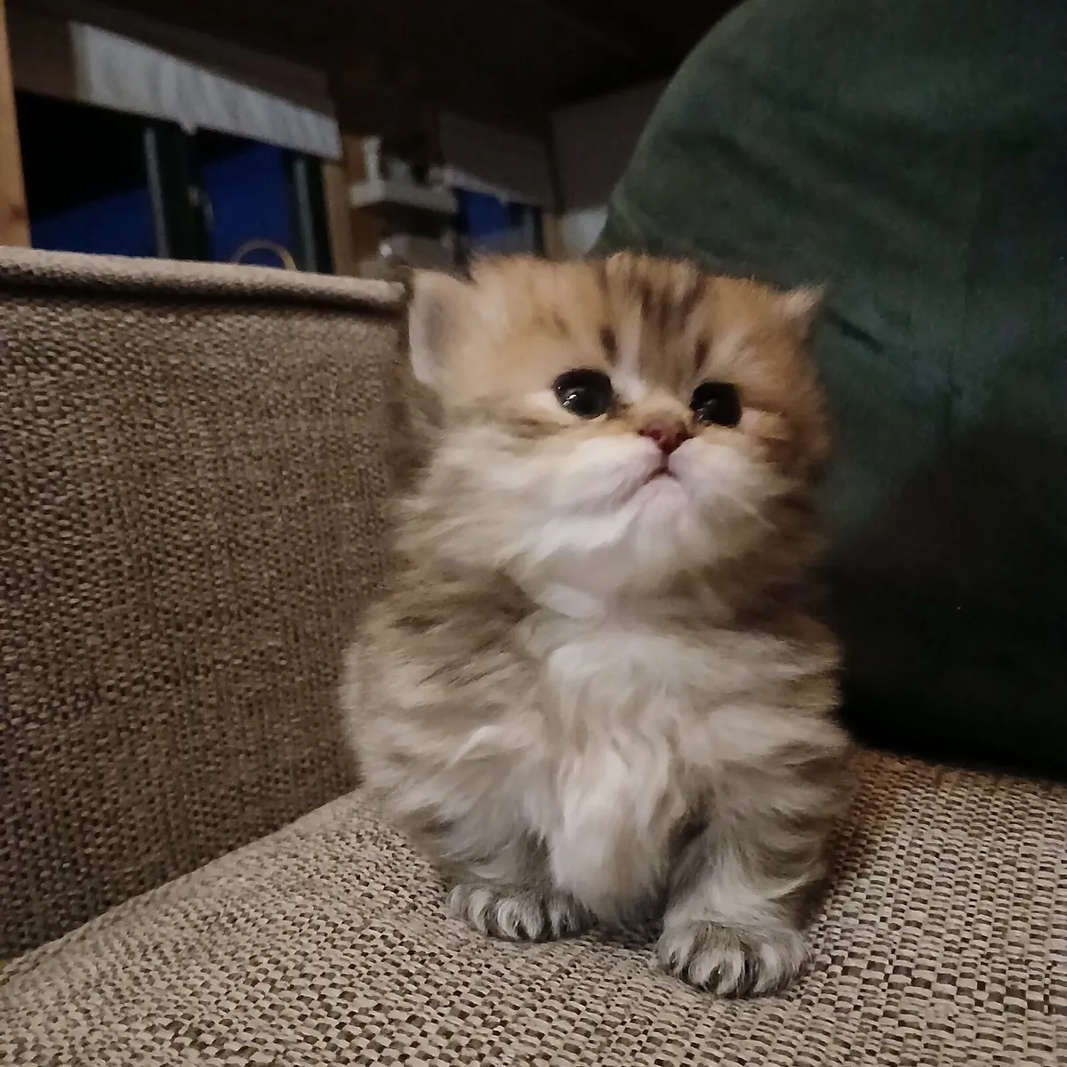 Kitten - Image 2