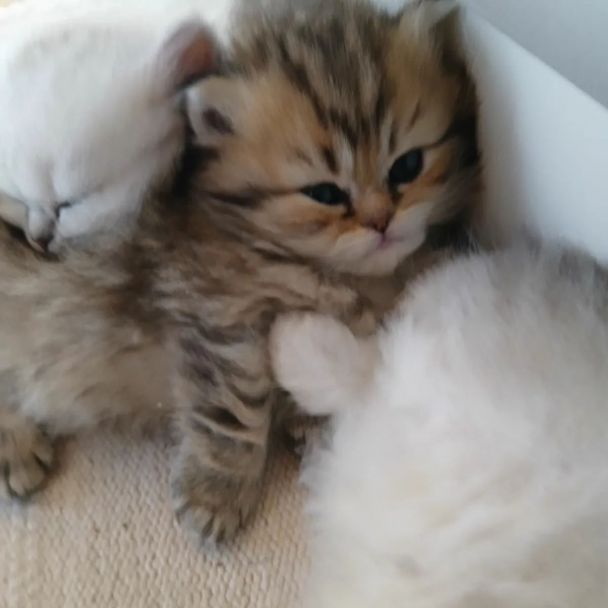 Kitten - Image 3