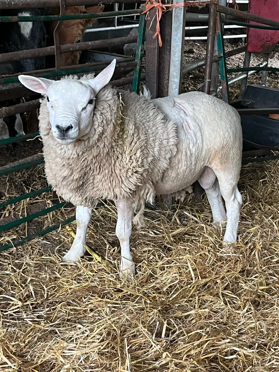 PBNR texel ram - Image 2