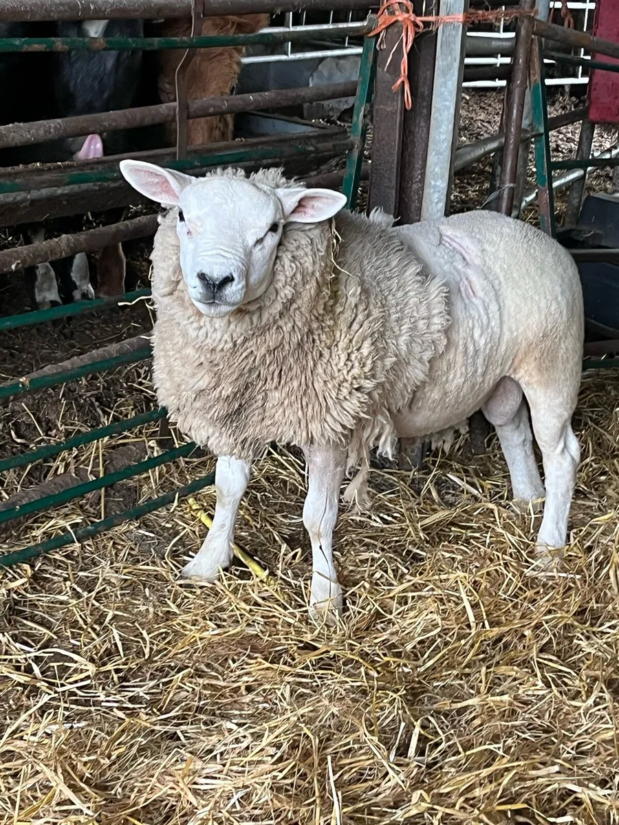 PBNR texel ram - Image 3