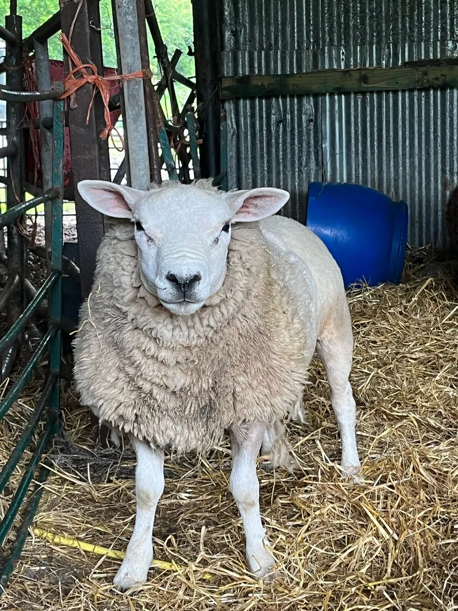 PBNR texel ram - Image 1