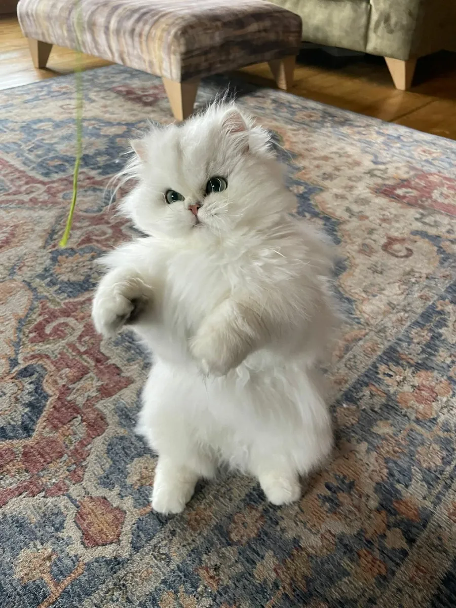 Kitten - Image 1
