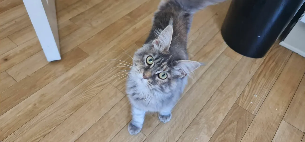 Maine Coon - Beautiful,  Loving, Friendly - Image 3