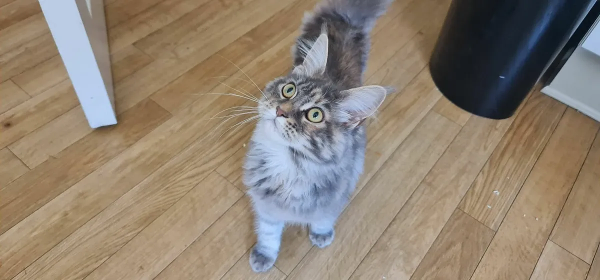 Maine Coon - Beautiful,  Loving, Friendly - Image 4