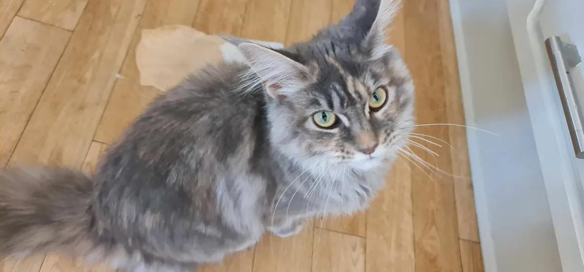 Maine Coon - Beautiful,  Loving, Friendly - Image 2