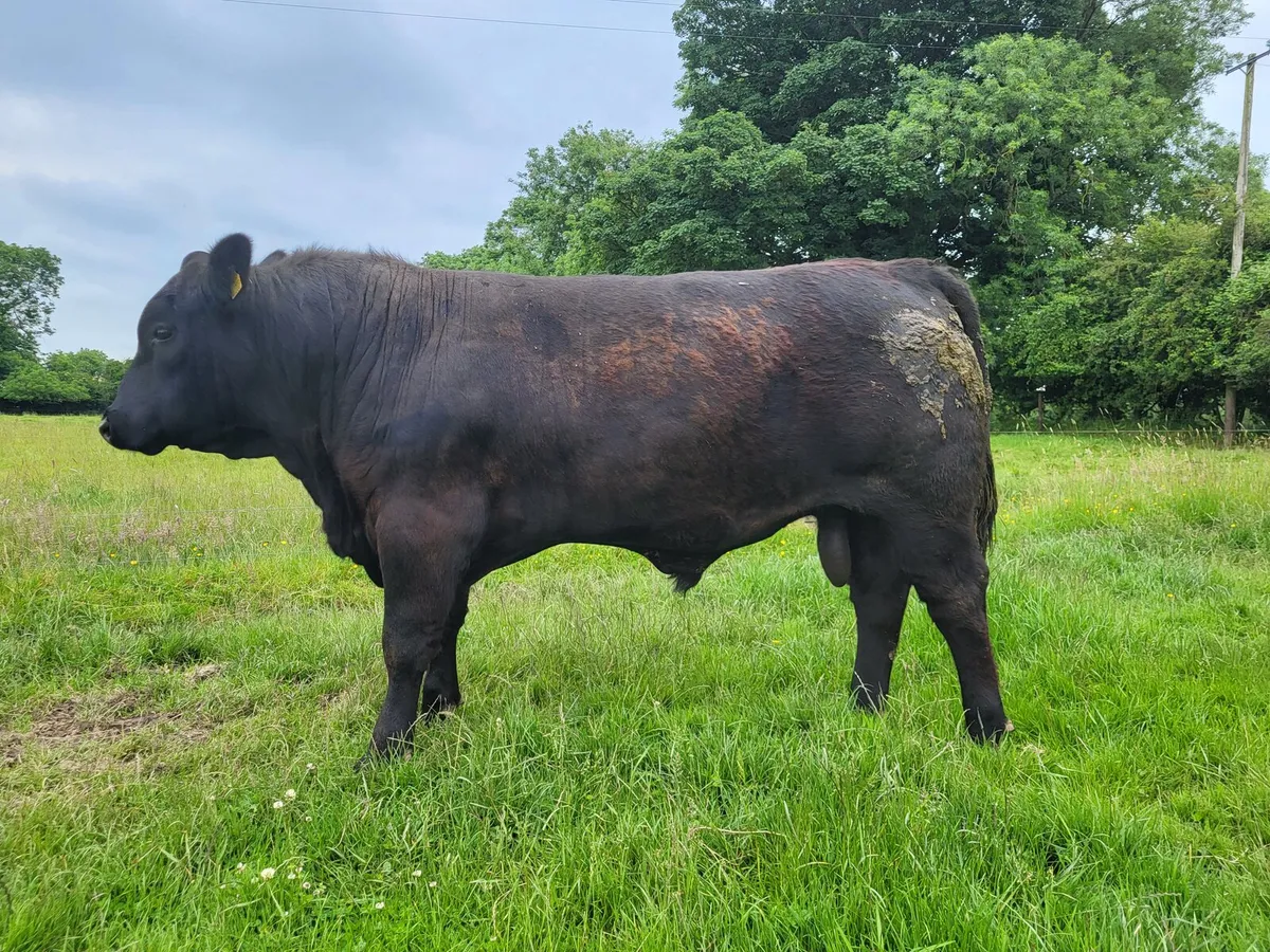 Pedigree Angus  Bulls - Image 1