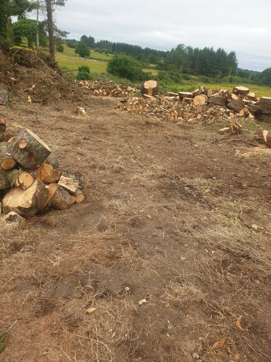 Some trees and fire wood - Image 2