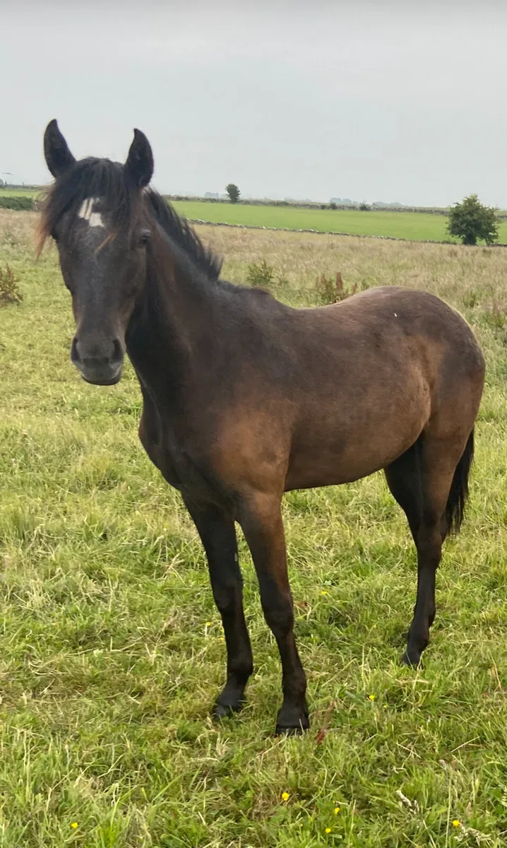 Connemara yearling filly - Image 4