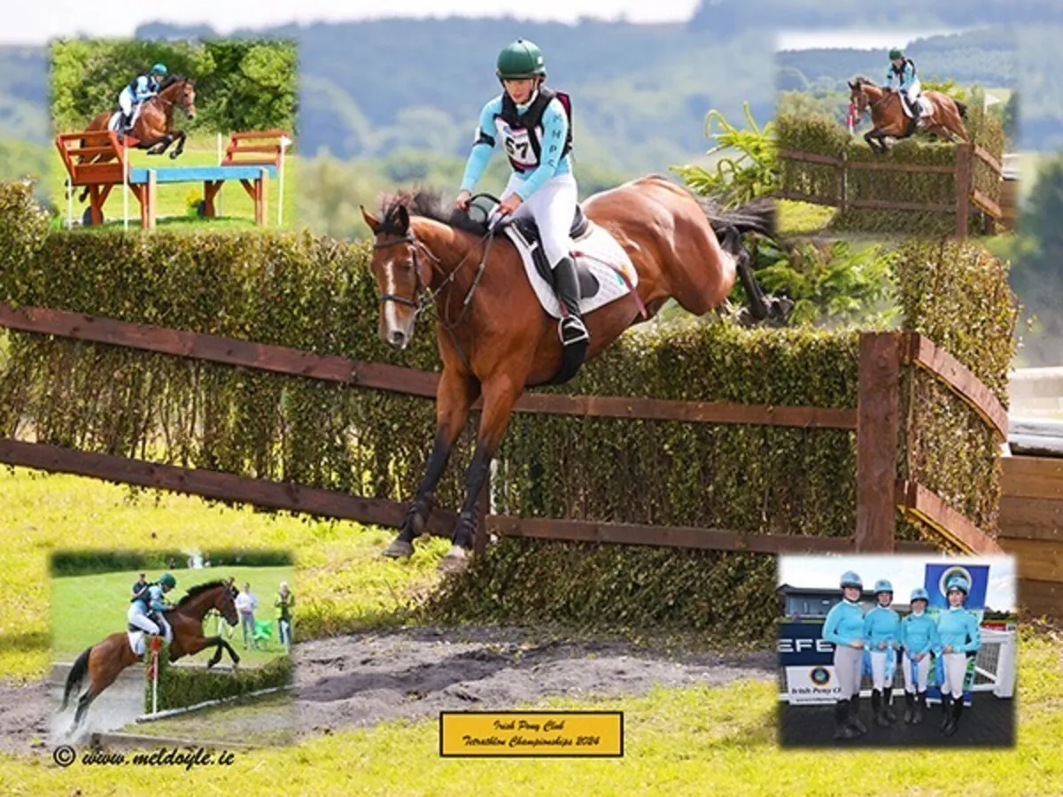 Stunning eventing/competition horse - Image 1