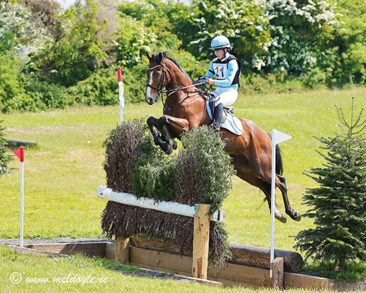 Stunning eventing/competition horse - Image 2