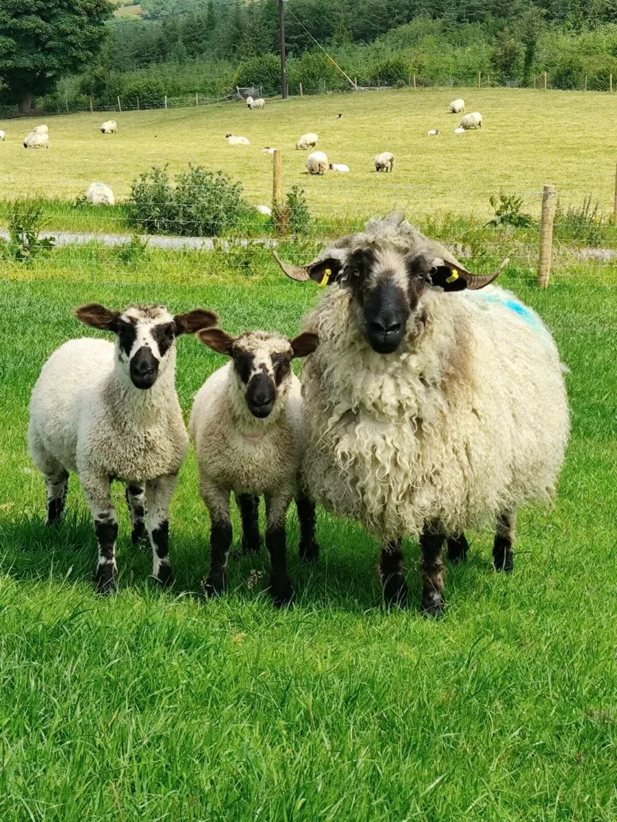 Ewes and Lambs - Valais X - Image 1